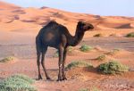Photo of velbloud jednohrbý Lamelus dromedarius Dromedar Dromedary Camel